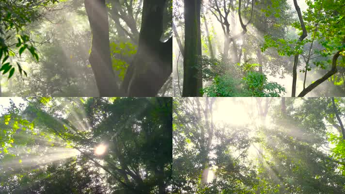 森林光线光影变化阳光光芒万物复苏生态宣传