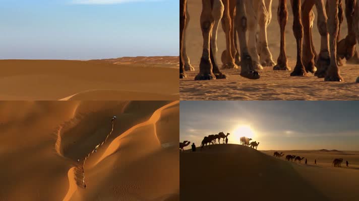 【高清】骆驼沙漠行进前行