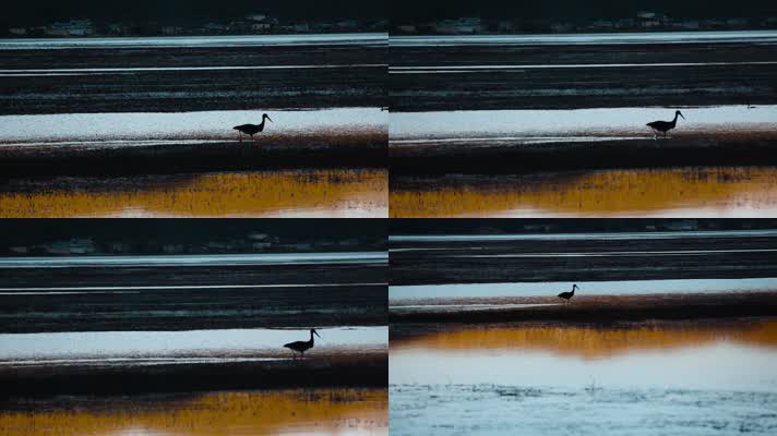 水鸟视频黄昏觅食的水鸟剪影慢镜头