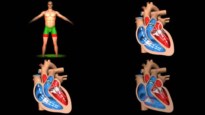 心脏心室血液流动心跳动画3d