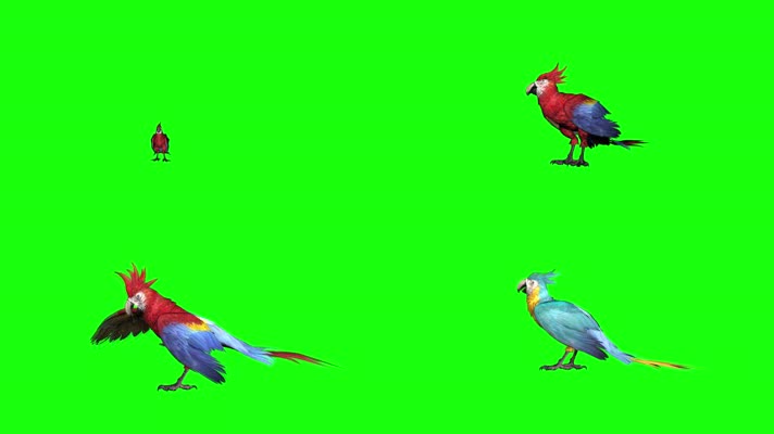 3D鹦鹉-动物生物-花式飞行