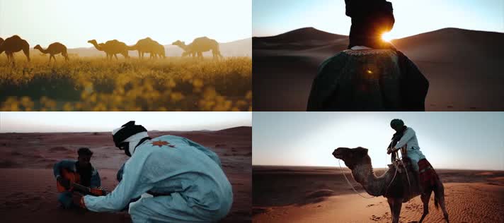 沙漠骆驼，中东沙漠