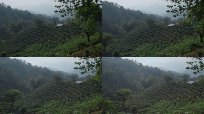 茶山视频云南普洱周边茶山种植区台地茶