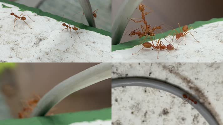蚂蚁4K微拍