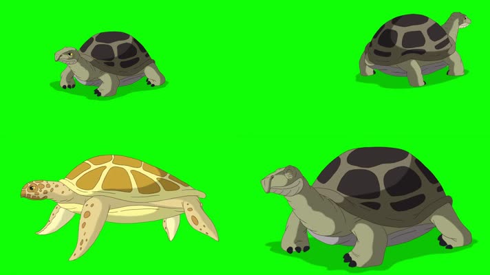 海龟动画