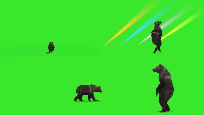 驯兽-黑熊狗熊表演吼叫奔跑