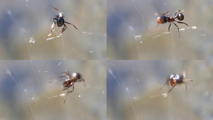 蚂蚁困在蜘蛛网里