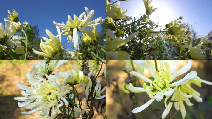 4K 高清菊花素材