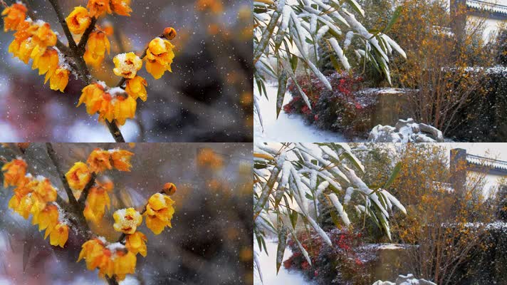 雪花飘落在黄色腊梅和青竹叶上