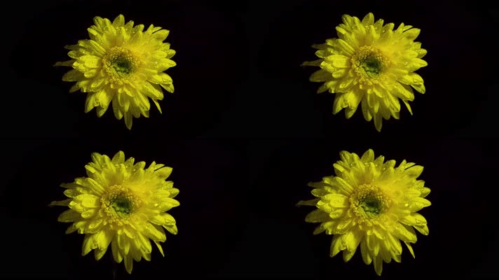 【4K】超清黑夜里的黄菊花