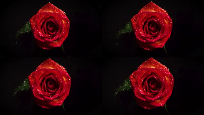【4K】超清红玫瑰黑夜绽放实拍