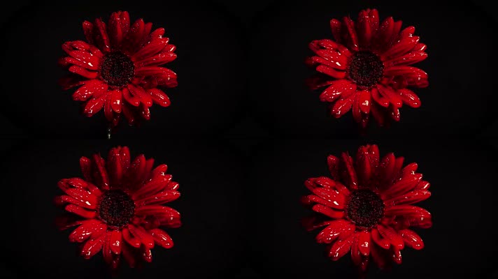 【4K】超清黑夜里的红菊花