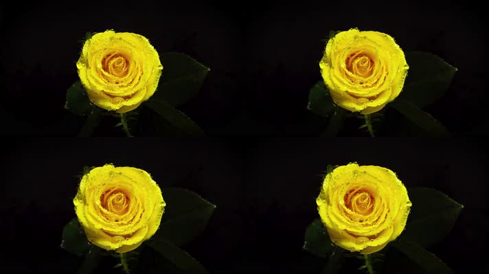 【4K】超清黑夜黄玫瑰实拍