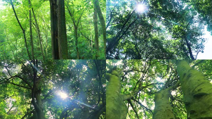古树、森林、老树、植物、大自然、阳光
