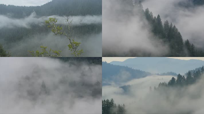 【4K】森林雾气