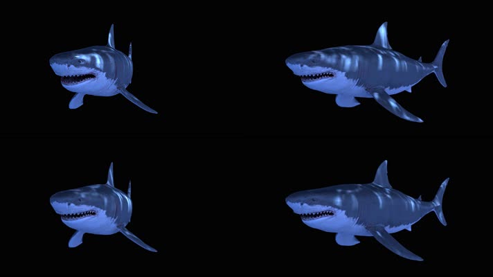 鲨鱼游动 全息鲨鱼 alpha透明通道 海洋生物