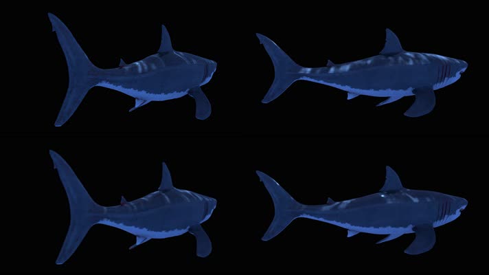 鲨鱼游动 全息鲨鱼 alpha透明通道 海洋生物