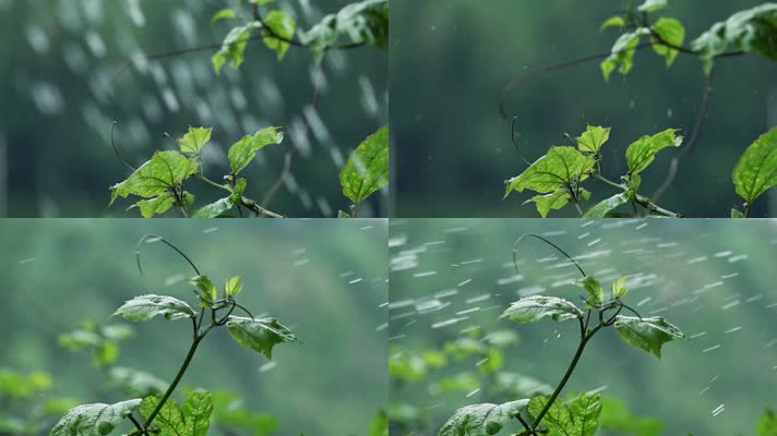 绿叶、水滴