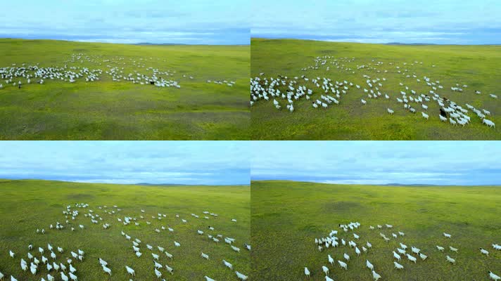 航拍呼伦贝尔大草原奔跑的羊群