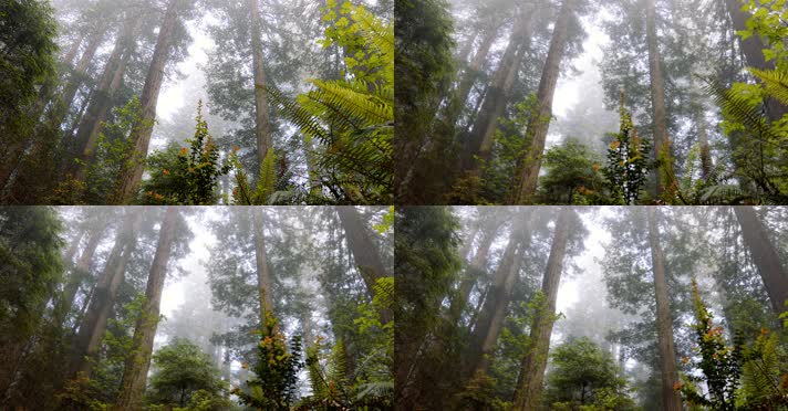 【4K】超清丛林参天大树大气近景摄影