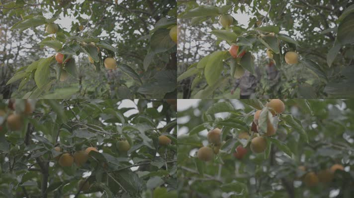 成熟火晶柿子柿子树红色挂满枝头镜头合集