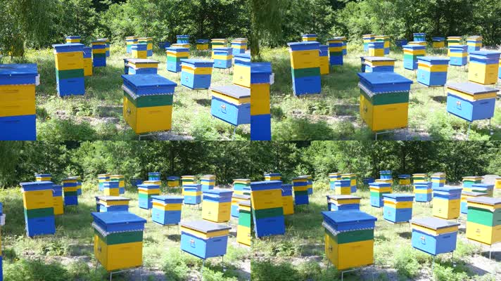 森林中的蜜蜂养蜂场