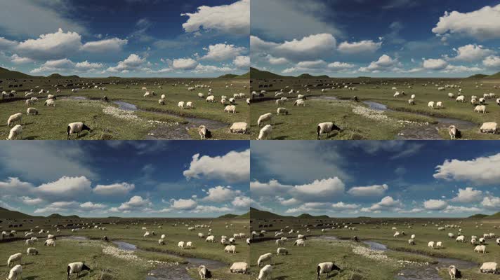 草原牛羊延时摄影