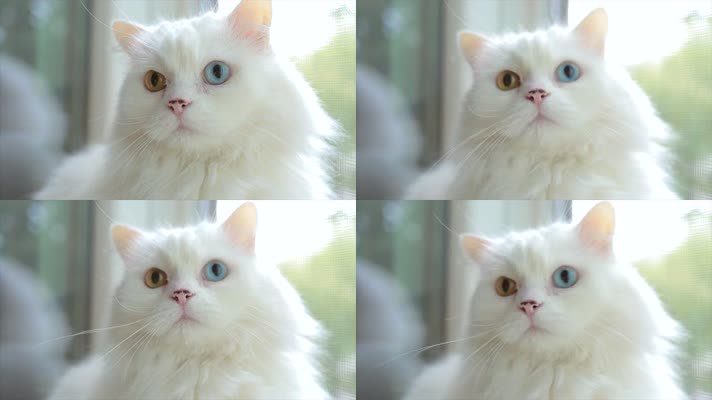【4K】白猫