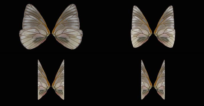 4K翅膀素材 带透明通道 循环动画