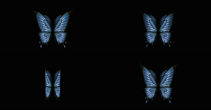 4K唯美蓝色精灵蝴蝶翅膀带透明通道循环动画