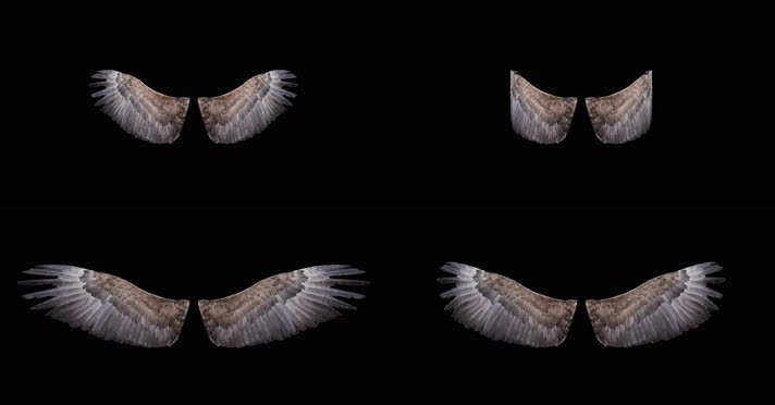 4K鹰等猛禽翅膀素材透明通道循环动画