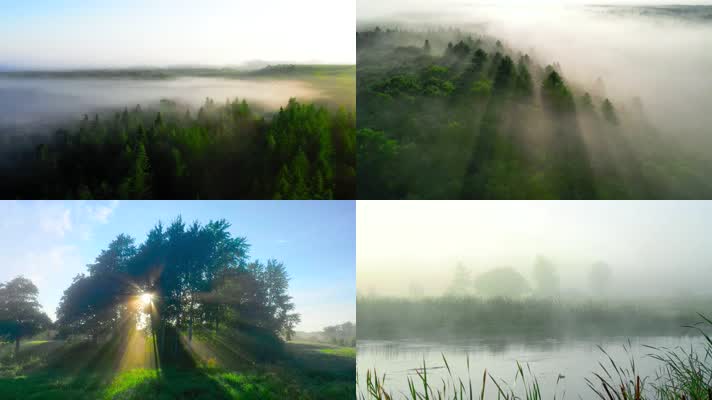 光影晨雾万物复苏自然生态宣传