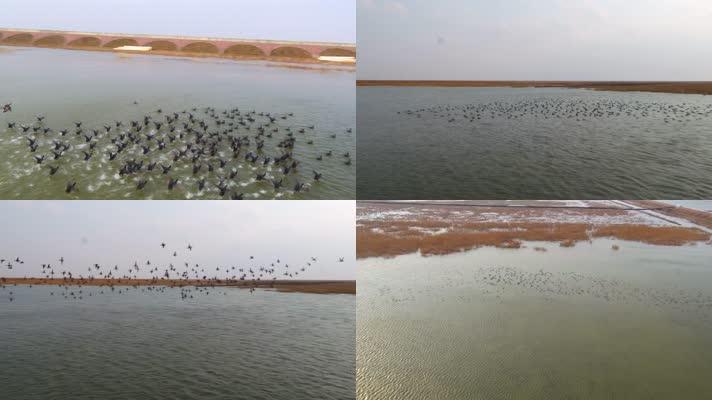 长江口湿地野鸭