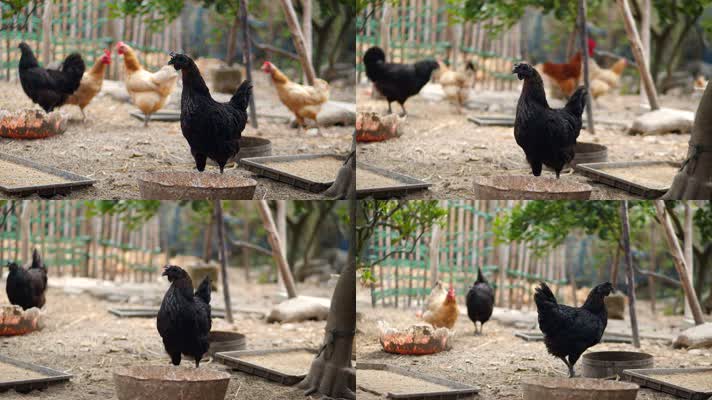 乌鸡饲养，乌鸡在菜园子里觅食啄食4k视频