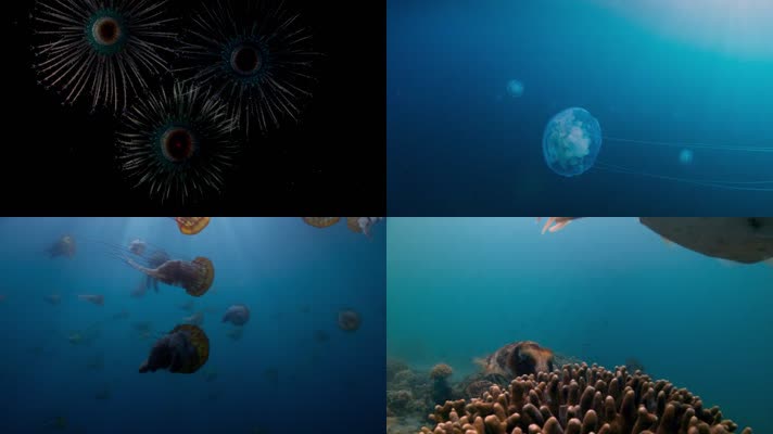 【高清】深海动物