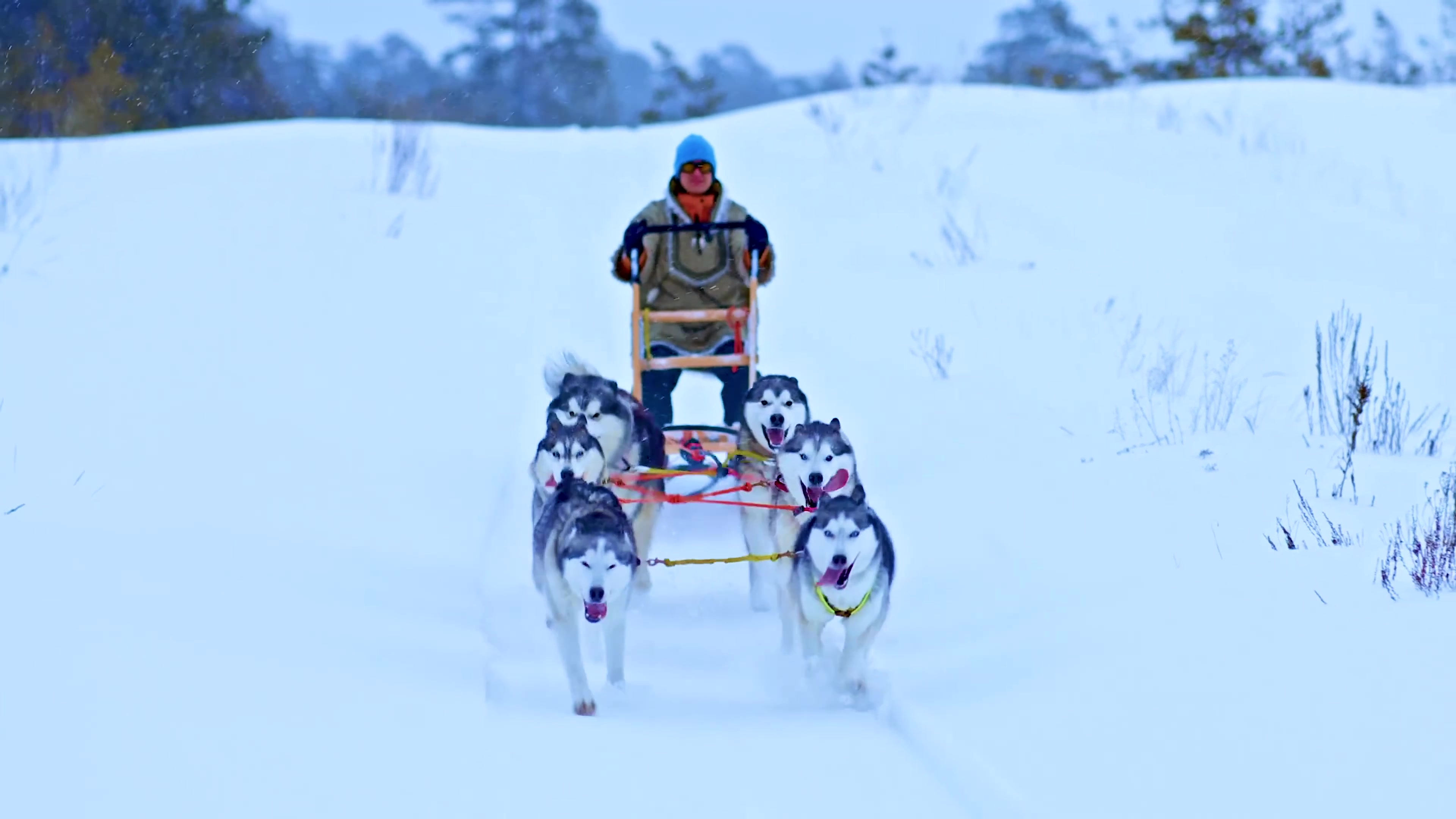 马拉雪橇 冬季 雪地 冷图片下载 - 觅知网