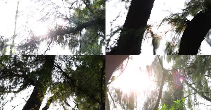 4k升格实拍松柏山林树 斑驳光影变化温暖