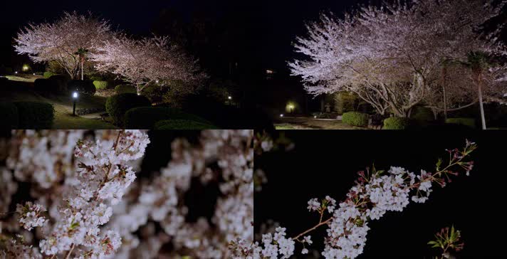 夜晚樱花，唯美樱花，公园夜景