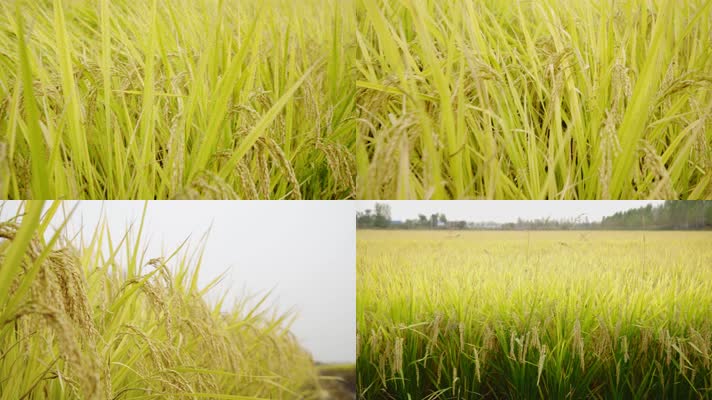 美丽丰收的稻田