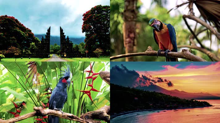 巴厘岛自然，鹦鹉，猴子