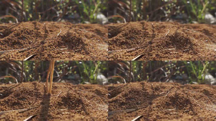 蚂蚁蚁穴视频白蚁巢