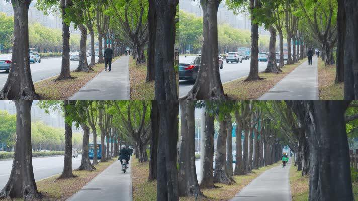 深圳城市里的林荫小道步行道