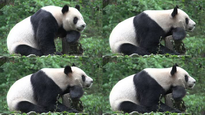 熊猫实拍