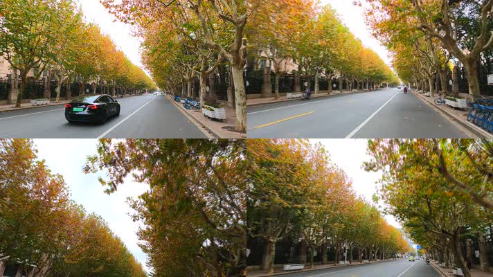 秋天市区梧桐树