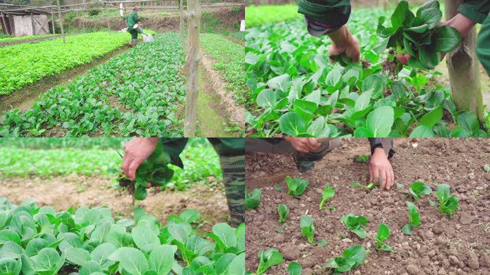 现代农业有机蔬菜种植
