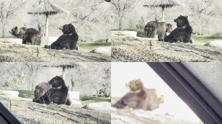 野生动物园开车看棕熊  (1)