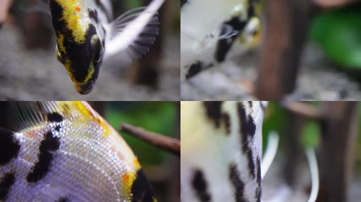 微距热带鱼鱼吃食鱼眼睛鱼鳃鱼鳞 (4)