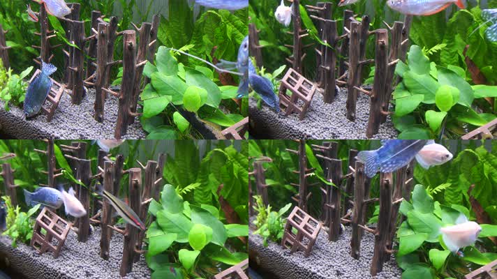 水族海螺除藻螺黑金刚繁殖 (4)
