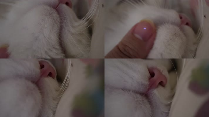 布偶猫咪舔手猫舌头倒刺 (1)