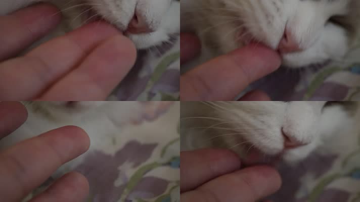 撸猫猫咪特写猫眼猫鼻子 (3)